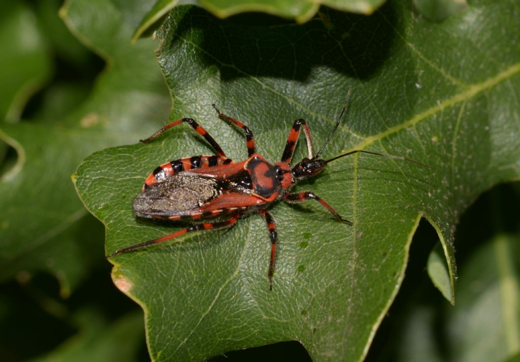 Reduviidae: Rhynocoris rubricus